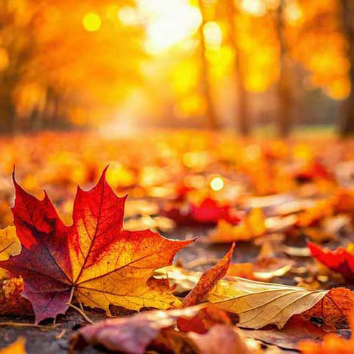 Felgekleurde herfstbladeren met zon die door bomen schijnt op achtergrond